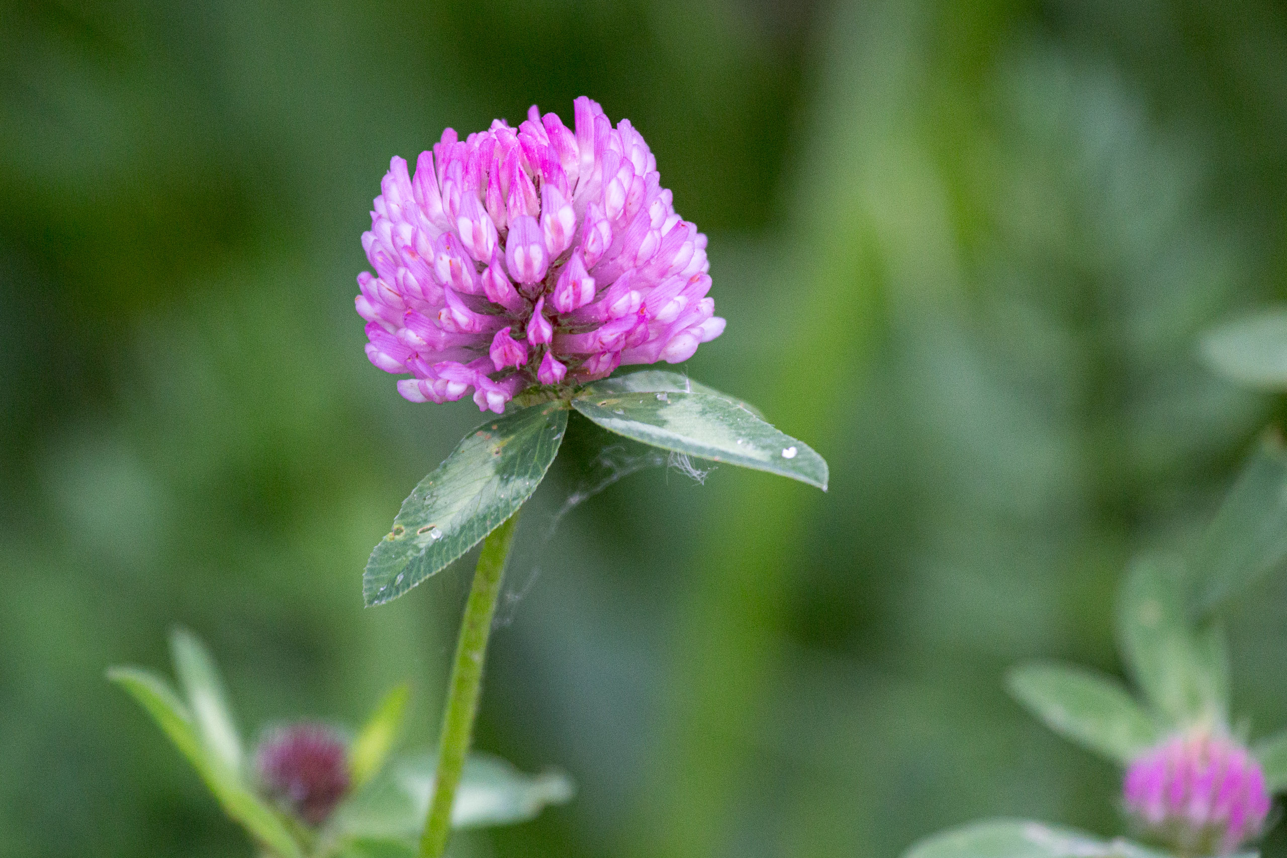 20130525072141 RD 28017